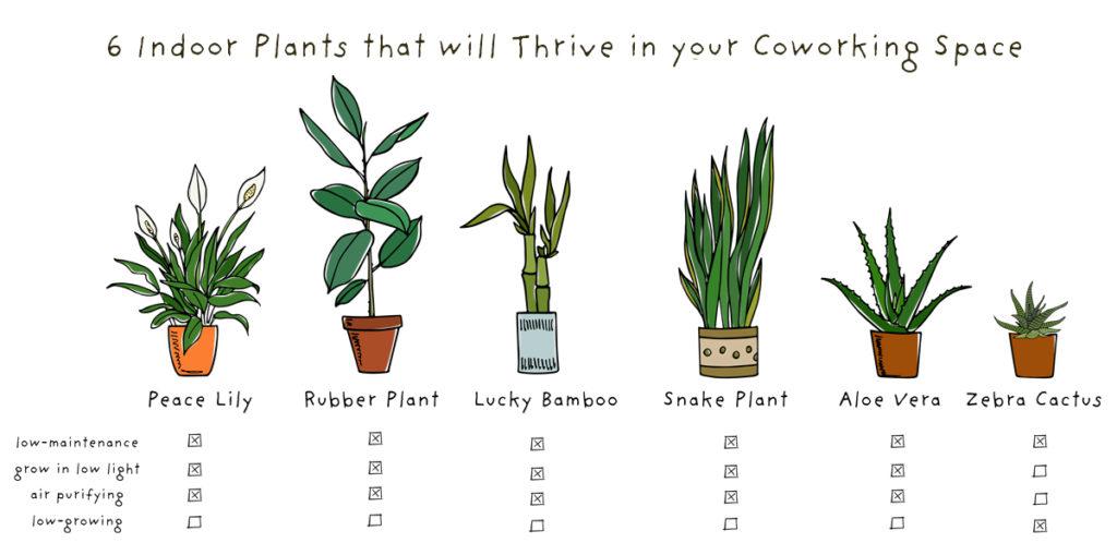 Infographic about indoor plants